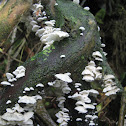 Campanella tristis