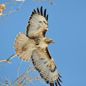 Red-Tailed Hawk
