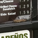 Grasshopper