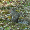 Eastern Gray Squirrel