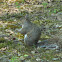 Eastern Gray Squirrel