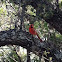 Cardinal