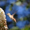 Allen's Hummingbird