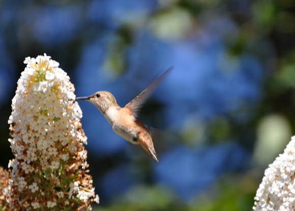 Spotting Image 1
