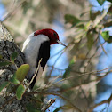 Red-headed Woodpecker