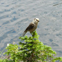 Gray jay