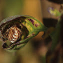 European garden spider
