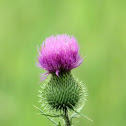 Thistle
