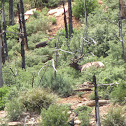 Elk
