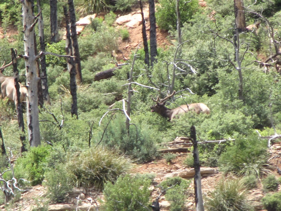 Spotting Image 1