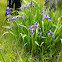 Blue Flag Iris