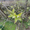 Common lilac