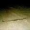Western Diamondback Rattle Snake