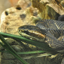 Water Moccasin