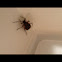 Box elder bug