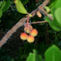 Strawberry Tree