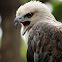 White-bellied Sea-eagle