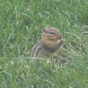 Eastern Chipmunk