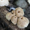 mycena?