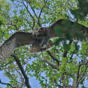 Great Horned Owl
