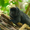 Goeldi's marmoset