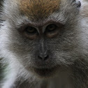 Long-tailed Macaque
