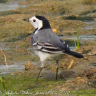 White Wagtail; Lavandera Blanca