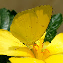 Common Grass Yellow