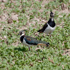 Northern Lapwing