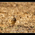 Paddyfield Pipit