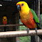 Jenday Conure