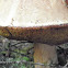 bolete sp