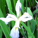 Iris