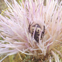 Beetle