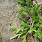 running clubmoss