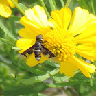 Bee Fly