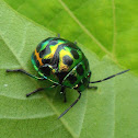 Jewel bug