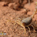 Deathstalker Scorpion