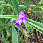 Spiderwort