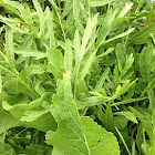 Horseradish