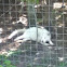 Arctic fox
