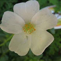 The Nature in White (France)