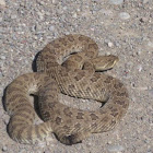 Prairie rattler