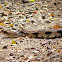 russell viper