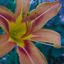 Daylily
