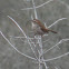 Bewick's Wren