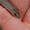 Groundsnake
