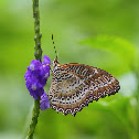Red Lacewing