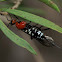 White Flank Orange Braconid Wasp