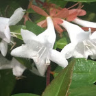 Weigela florida 'White Knight'